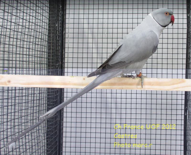 colier_gris_92Pt_Ch.jpg