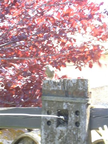 DSCN0101.JPG