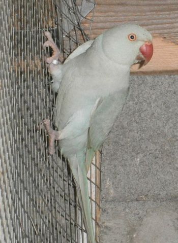 collier 2.jpg