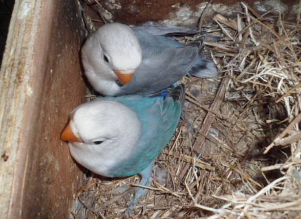 bleus20135.jpg