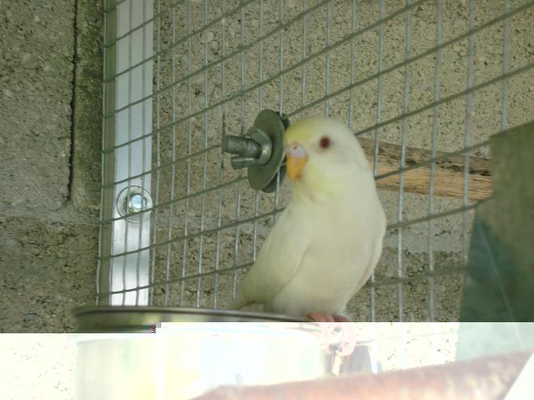Albino1.jpg