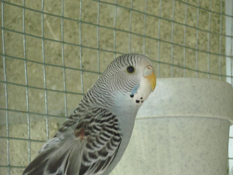 gris5.jpg