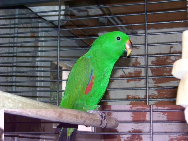 kiwi.jpg