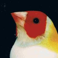 TÃªte de gould - 4.JPG