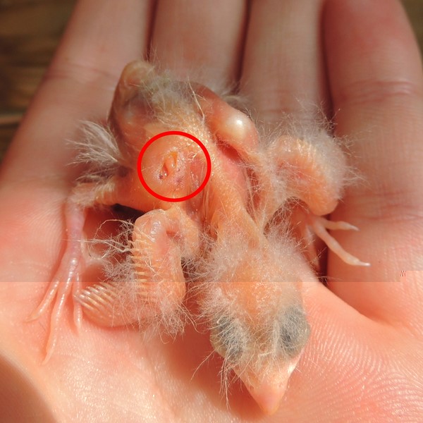 DSCN3118 (Copier).JPG