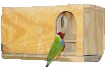 Nid de gould 4.JPG