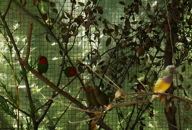 OISEAUX_2015_047_opt.jpg