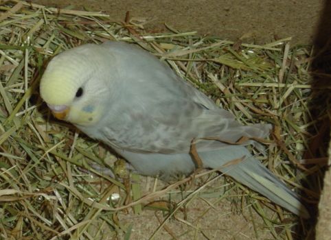 bb 010 bis.jpg