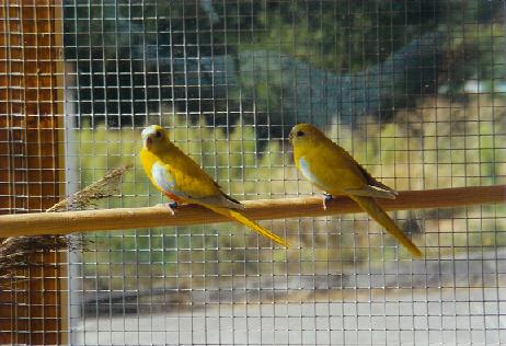 Perruche Turquoisine Jaune femellle a droite.JPG