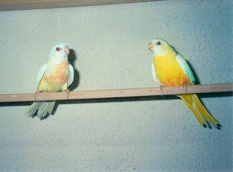 Femelle splendide Lutino a droite.JPG