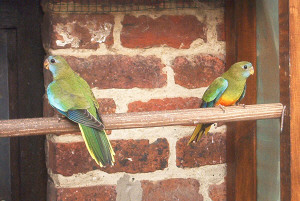 splendide a vendre.jpg