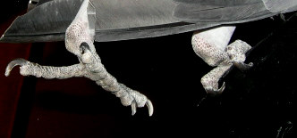 pattes cinq.jpg