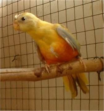 turquoisine cinnamon 1.jpg