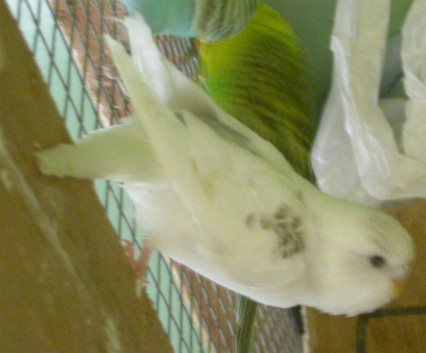 PO femelle Pie blanche cinnamon.jpg