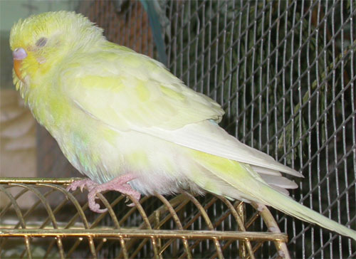PO Femelle pie jaune flash.jpg