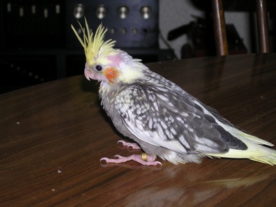 sieko.jpg