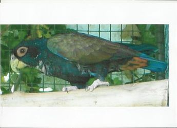 chalcoptetus 04.jpg