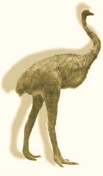 moa4.jpg