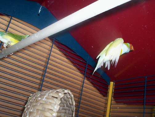 oiseau 045.jpg