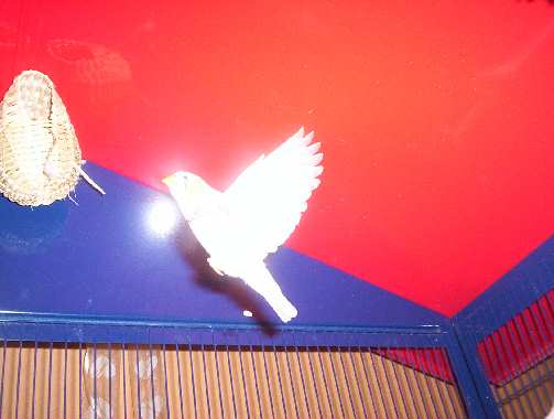 oiseau 047.jpg