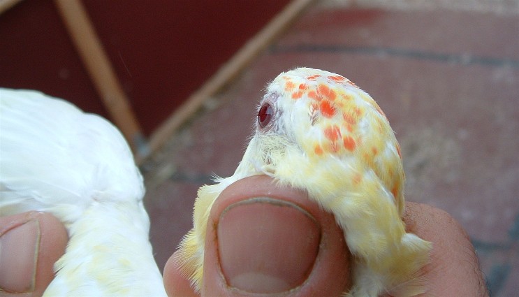 tete de crp.jpg
