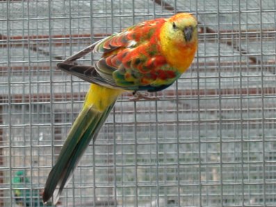 mÃ¢le opaline2.jpg