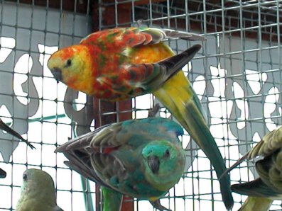 mÃ¢le opaline et ordinaire.jpg