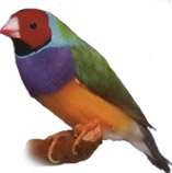 gould12.jpg
