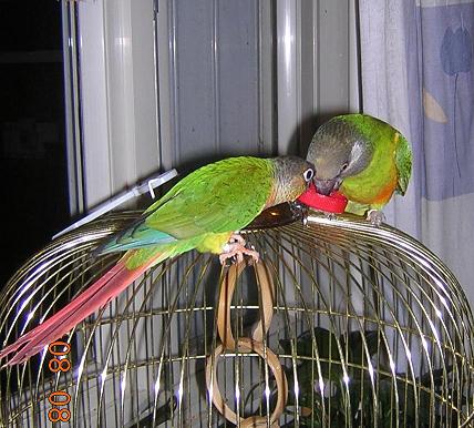 jeu bouchon6.JPG