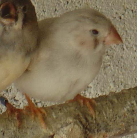 blc larme.jpg