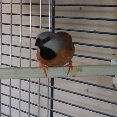 oiseau3.jpg