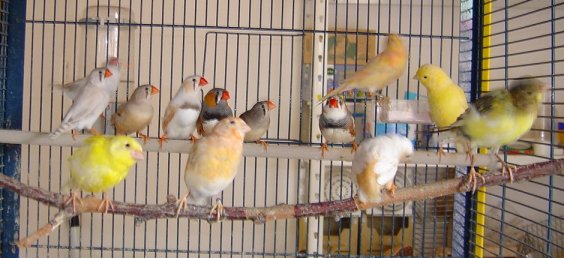 oiseau1.jpg