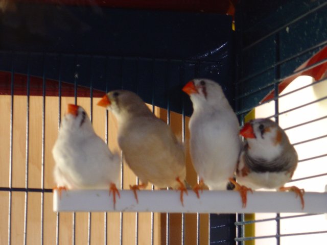 oiseau4.jpg