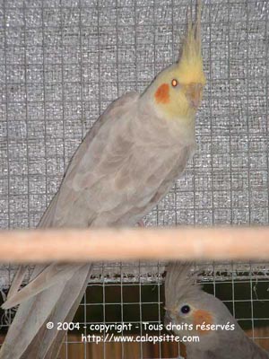 Male_Fallow.jpg