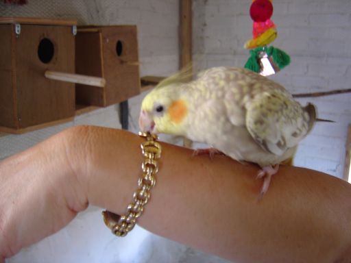 KIKI PIC POCKET.jpg