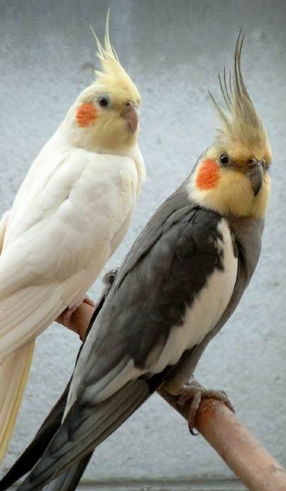 couple-calo.jpg