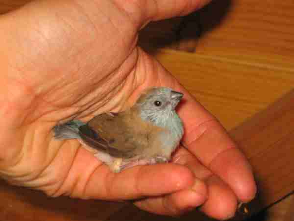 bb ca&pe bleue.jpg