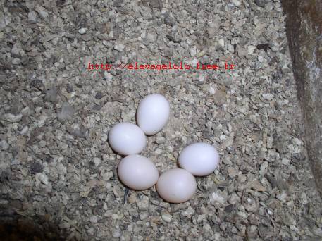 oeufs calopsittes.jpg