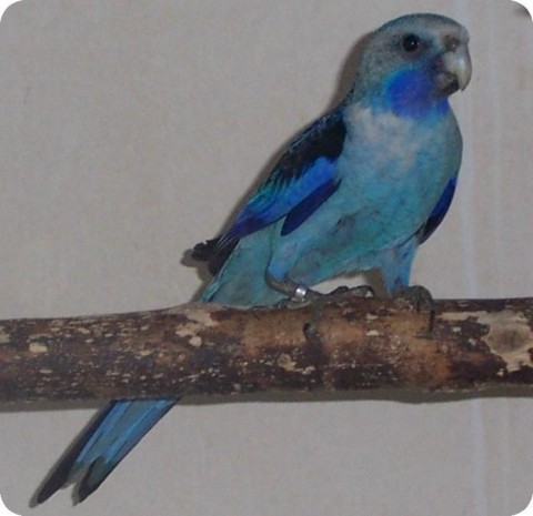 56323_Ek%20Blauwe%20Pennant.jpg