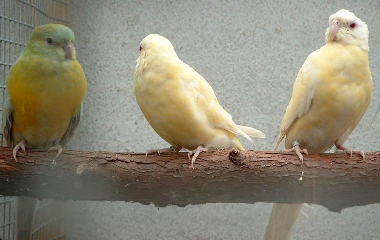 3-croupions.jpg