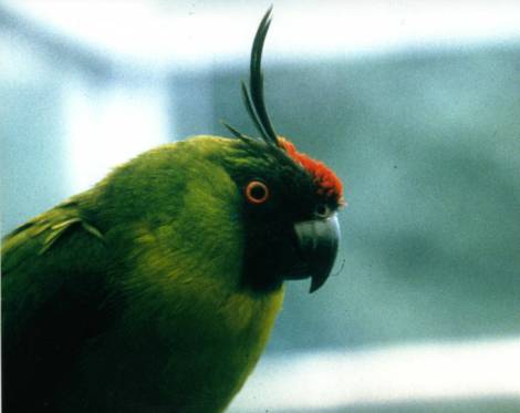 hornedparakeet.jpg