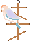 lovebirdPeachFace.gif