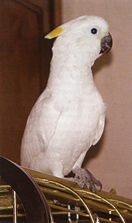 hybridegoffineleonora2.JPG