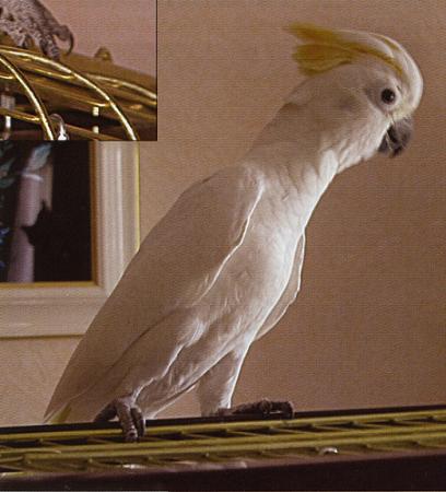 hybridegoffineleonora.JPG