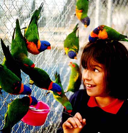 Loriquets  fallait pas les inviter !.jpg