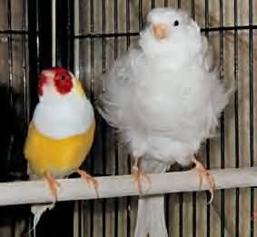 fluf%20et%20son%20ami%20canari.jpg