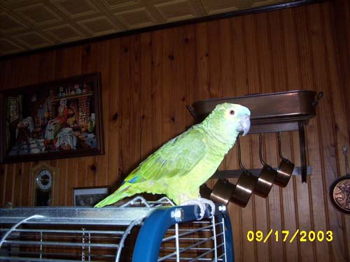 VOYOU 001.jpg