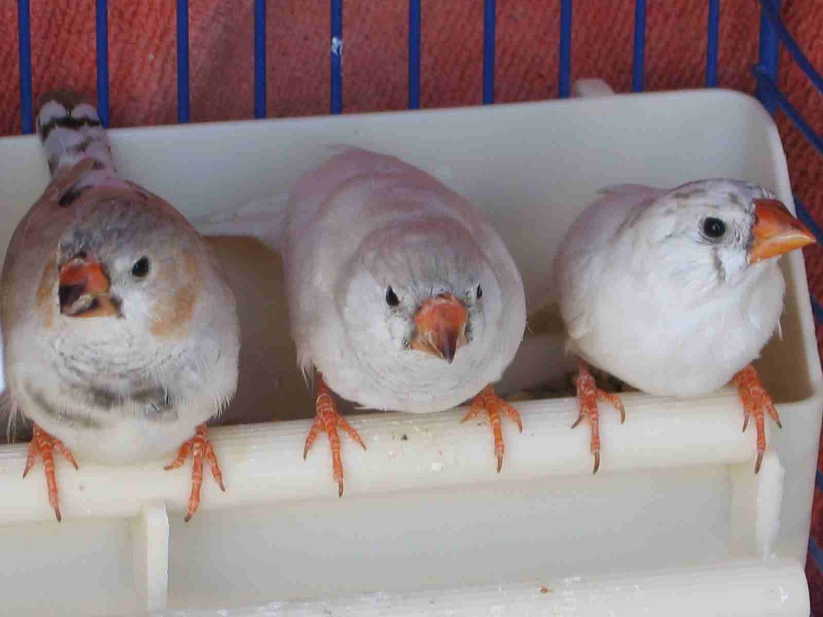 oiseaux 132.jpg