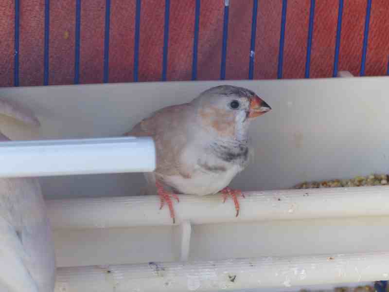 oiseaux 128.jpg