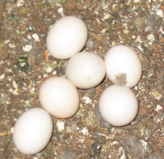 oeufs touis.jpg